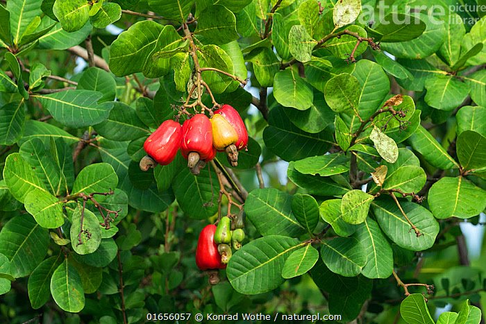 Anacardium occidentale